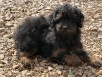 Hamilton , a male Poodle - Miniature  for sale in Walnut, MS – 2 of 5