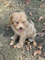 Marlee, a female Miniature Goldendoodle for sale in Walnut, MS – 4 of 5