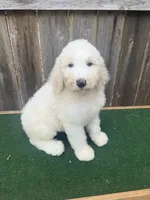 Stella, a female Bernedoodle for sale in Walnut, MS – 6 of 6