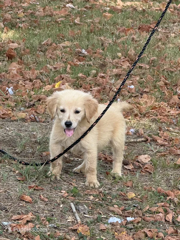 Buddy – Golden Retriever puppy for sale in Walnut, MS