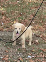 Buddy, a male Golden Retriever for sale in Walnut, MS – 4 of 4