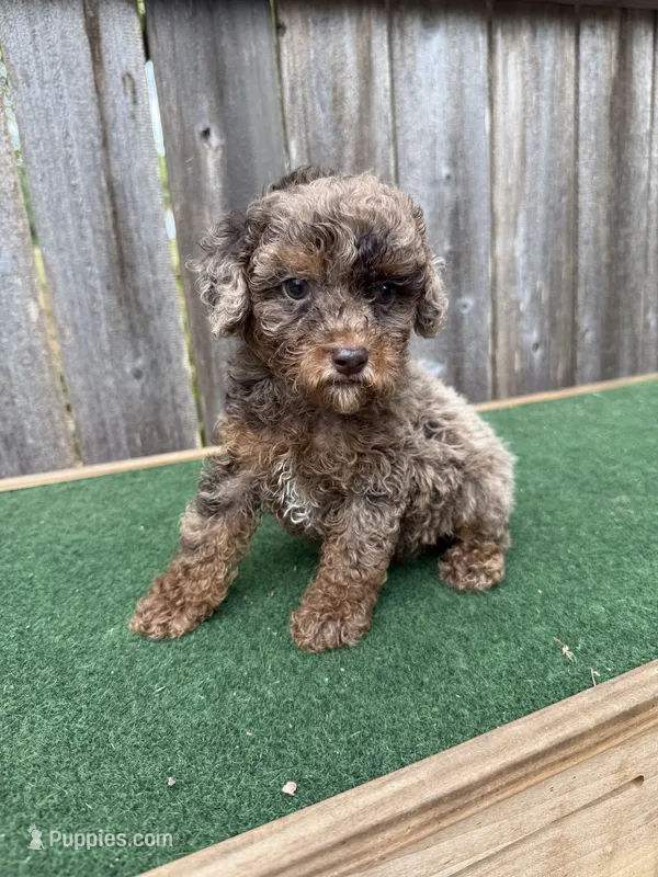 Cooper – Poodle - Miniature  puppy for sale in Walnut, MS