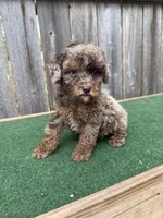 Cooper, a male Poodle - Miniature  for sale in Walnut, MS – 1 of 7