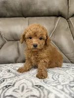 Marlee, a female Poodle - Miniature  for sale in Walnut, MS – 5 of 8