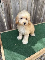 Manning, a male Miniature Goldendoodle for sale in Walnut, MS – 3 of 5