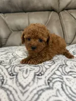 Macy, a female Poodle - Miniature  for sale in Walnut, MS – 3 of 7