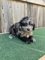 Bandit, a male Cavapoo for sale in Walnut, MS – 4 of 5