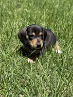 Bella, a female Miniature Dachshund for sale in Walnut, MS – 2 of 7