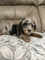 Bandit, a female Cavapoo for sale in Walnut, MS – 9 of 9