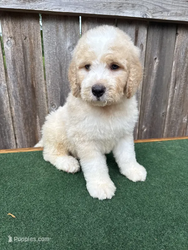 Max – Bernedoodle puppy for sale in Walnut, MS