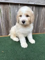 Max, a male Bernedoodle for sale in Walnut, MS – 1 of 9