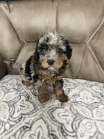 Bandit, a female Cavapoo for sale in Walnut, MS – 6 of 9