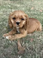 Dolly, a female Cocker Spaniel for sale in Walnut, MS – 6 of 6