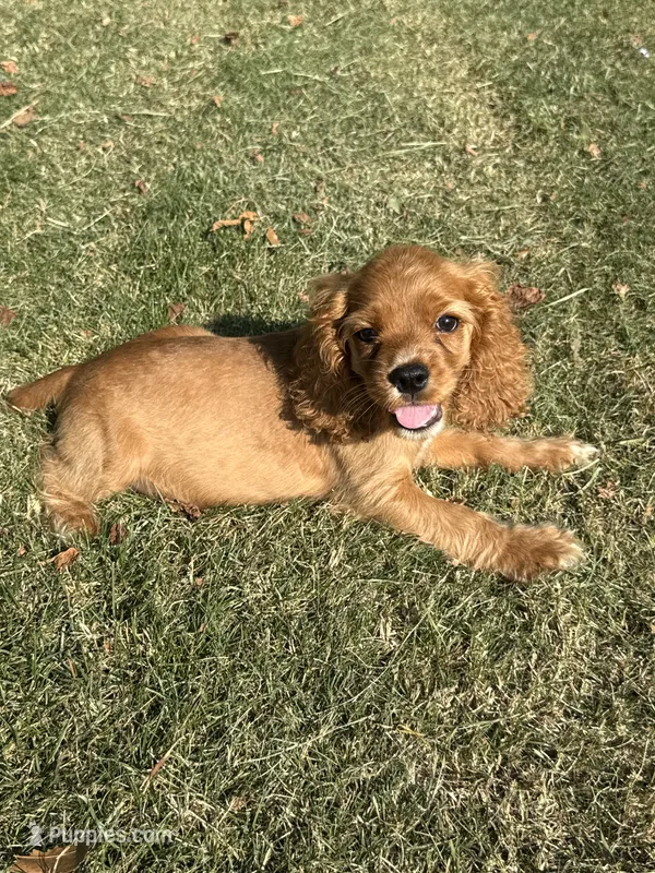 Andrew – Cocker Spaniel puppy for sale in Walnut, MS
