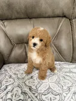 Bear, a male Miniature Goldendoodle for sale in Walnut, MS – 5 of 8