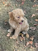 Marlee, a female Miniature Goldendoodle for sale in Walnut, MS – 3 of 5
