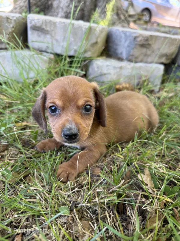 Apple – Miniature Dachshund puppy for sale in Walnut, MS