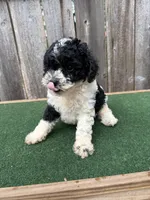 Oreo, a male Poodle - Miniature  for sale in Walnut, MS – 4 of 6