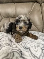 Bandit, a female Cavapoo for sale in Walnut, MS – 5 of 9