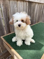 Macy, a female Miniature Goldendoodle for sale in Walnut, MS – 7 of 7