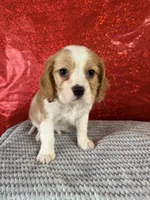 processed/69704948-124e-449c-9b25-f4ff87e1ff5c/listing/aa32e2a6-087f-4d02-af39-ea77d0732fc8/3375baed-5f3b-49e8-840b-72e488869c35