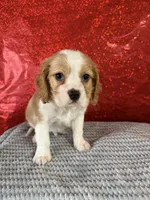 processed/69704948-124e-449c-9b25-f4ff87e1ff5c/listing/aa32e2a6-087f-4d02-af39-ea77d0732fc8/4caa58d2-7a3a-4144-aece-16898016cefe