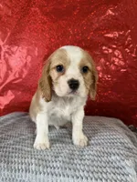 processed/69704948-124e-449c-9b25-f4ff87e1ff5c/listing/aa32e2a6-087f-4d02-af39-ea77d0732fc8/bfd36e2b-c2ad-454f-8405-22908572148a