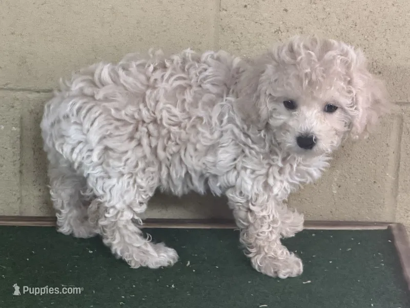 Jayla – Bichpoo puppy for sale in Walnut, MS