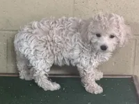 Jayla, a female Bichpoo for sale in Walnut, MS – 1 of 3