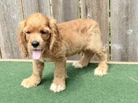 Jax, a male Cocker Spaniel for sale in Walnut, MS – 3 of 5