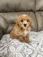 Maddie, a female Miniature Goldendoodle for sale in Walnut, MS – 7 of 9