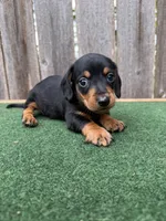 Peanut, a male Miniature Dachshund for sale in Walnut, MS – 5 of 6
