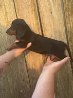 KJ, a male Miniature Dachshund for sale in Walnut, MS – 2 of 4