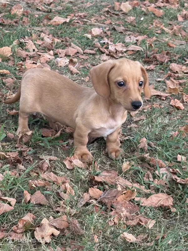 Toby – Miniature Dachshund puppy for sale in Walnut, MS