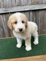CJ, a male Bernedoodle for sale in Walnut, MS – 7 of 7
