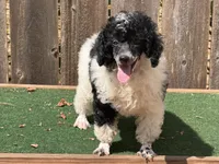 Oreo , a male Poodle - Miniature  for sale in Walnut, MS – 4 of 5