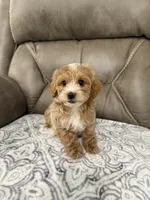 Nolan, a male Miniature Goldendoodle for sale in Walnut, MS – 5 of 8