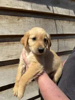 Rocky , a male Golden Retriever for sale in Walnut, MS – Photo 2 of 7