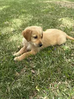 Rocky , a male Golden Retriever for sale in Walnut, MS – Photo 2 of 3