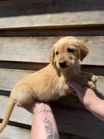 Rocky , a male Golden Retriever for sale in Walnut, MS – Photo 5 of 7