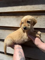 Rocky , a male Golden Retriever for sale in Walnut, MS – Photo 1 of 7
