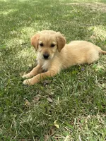 Rocky , a male Golden Retriever for sale in Walnut, MS – Photo 1 of 3