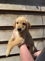 Rocky , a male Golden Retriever for sale in Walnut, MS – Photo 4 of 7