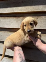 Rocky , a male Golden Retriever for sale in Walnut, MS – Photo 7 of 7