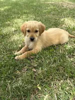 Rocky , a male Golden Retriever for sale in Walnut, MS – Photo 3 of 3