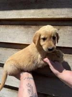 Rocky , a male Golden Retriever for sale in Walnut, MS – Photo 6 of 7