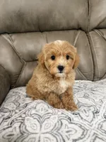 Maddie, a female Miniature Goldendoodle for sale in Walnut, MS – 6 of 9