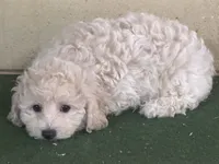 Sammy, a male Bichpoo for sale in Walnut, MS – 4 of 5