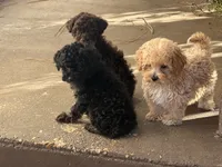 Chloe , a female Yorkipoo for sale in Walnut, MS – 6 of 7