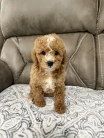 Marlee, a female Miniature Goldendoodle for sale in Walnut, MS – 3 of 9
